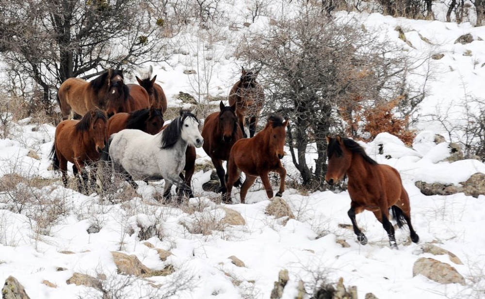 Doğa Yürüyüşü (trekki̇ng) - Büyükdere Vadi̇si̇ - Fotoğraf 6